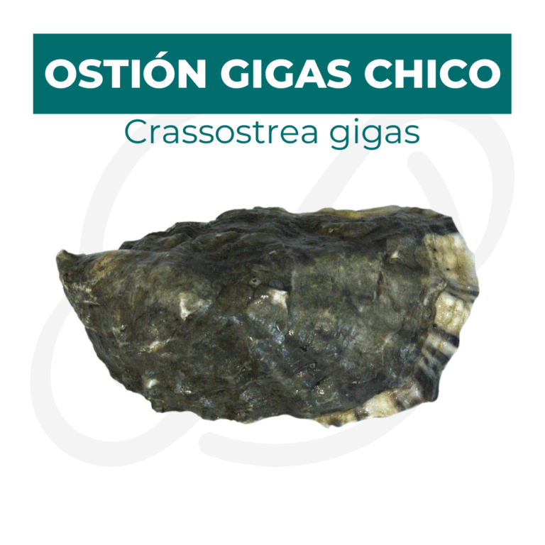 Productos 2025_infografía lobina copia 10