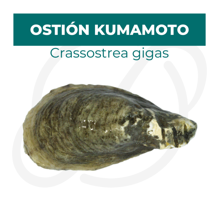 Productos 2025_infografía lobina copia 12