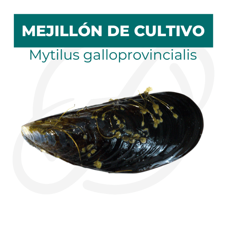 Productos 2025_infografía lobina copia 13