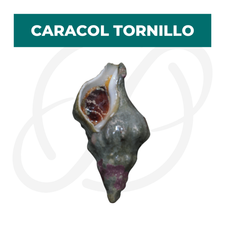 Productos 2025_infografía lobina copia 18