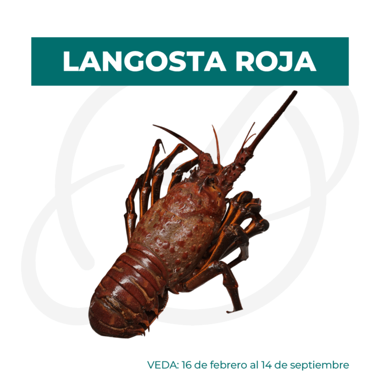 Productos 2025_infografía lobina copia 19