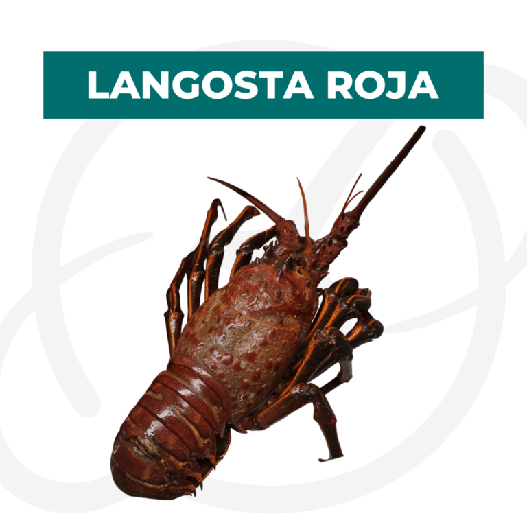 Productos 2025_infografía lobina copia 19