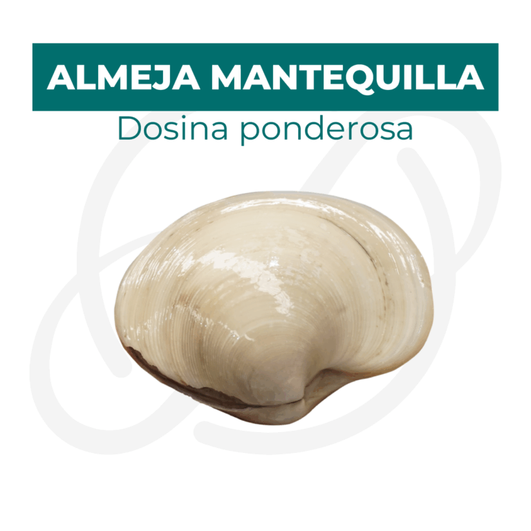 Productos 2025_infografía lobina copia 2