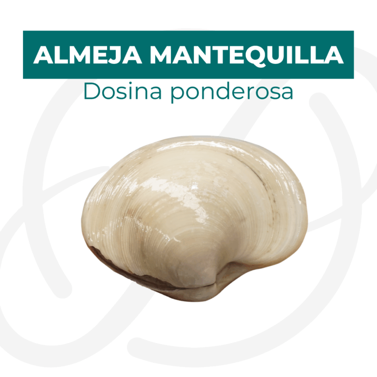 Productos 2025_infografía lobina copia 2