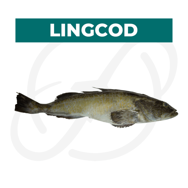 Productos 2025_infografía lobina copia 26