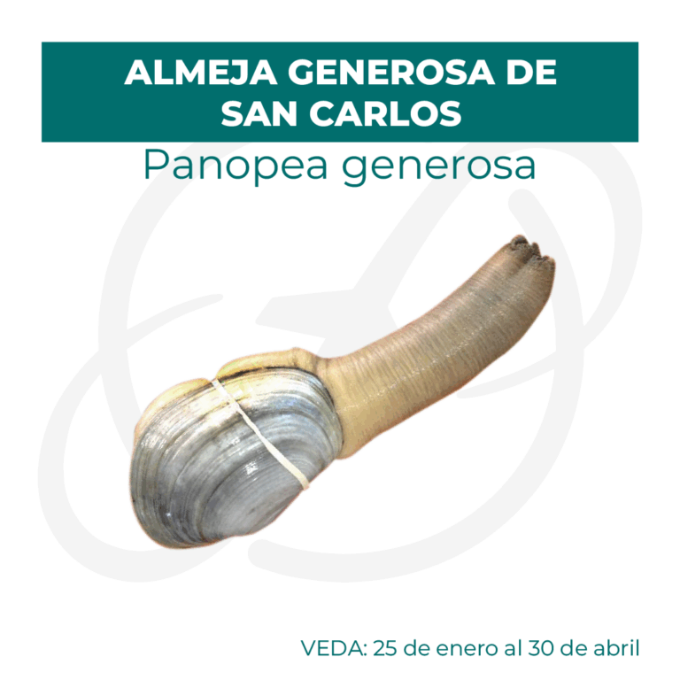 Productos 2025_infografía lobina copia 5