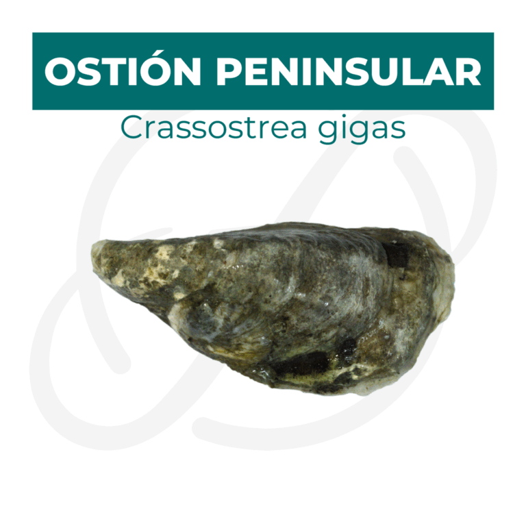 Productos 2025_infografía lobina copia 6