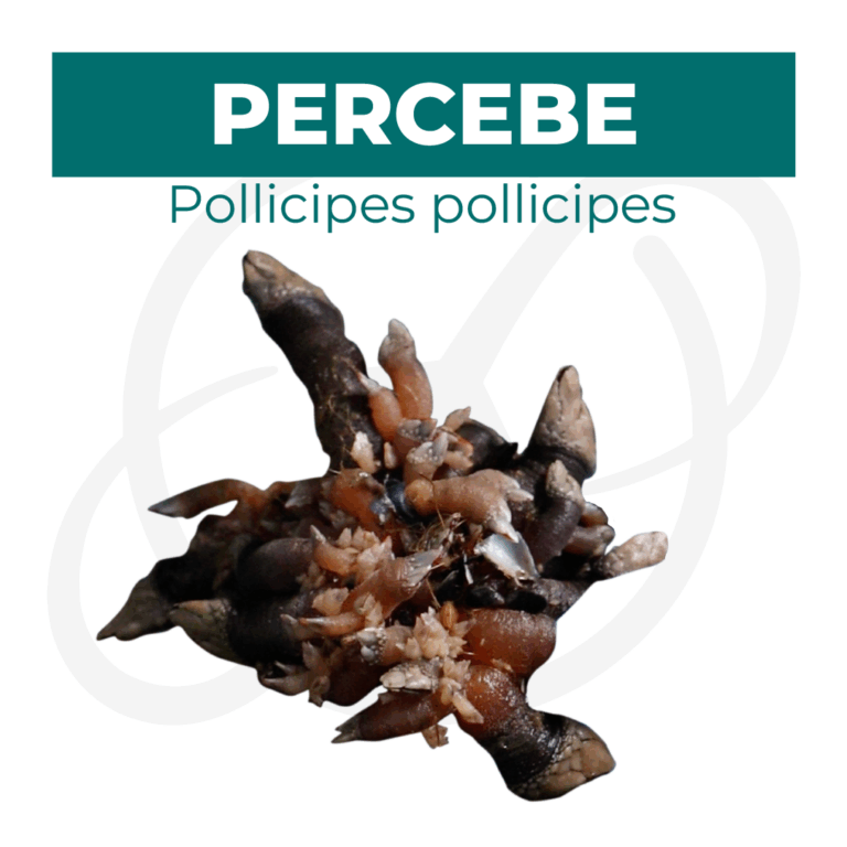 Productos 2025_infografía lobina copia 7