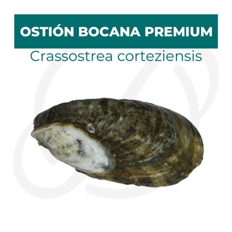 Productos 2025_infografía lobina copia 8