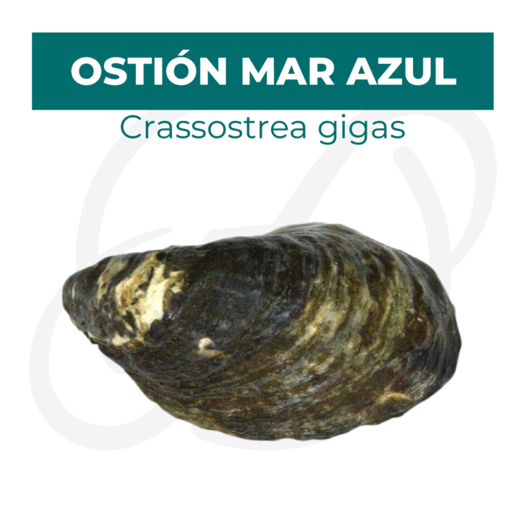 Productos 2025_infografía lobina copia 9