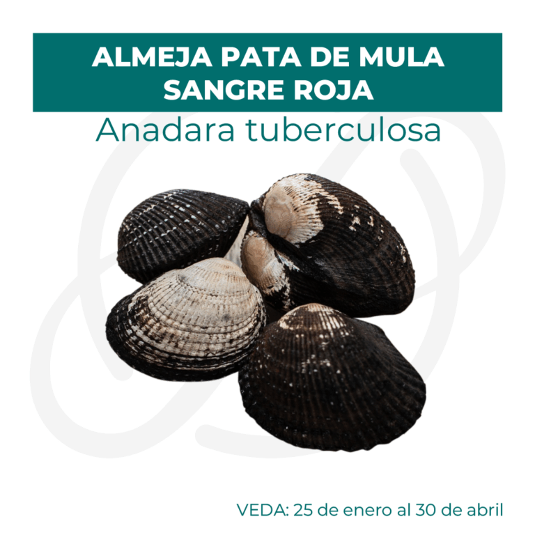 Productos 2025_infografía lobina copia 32