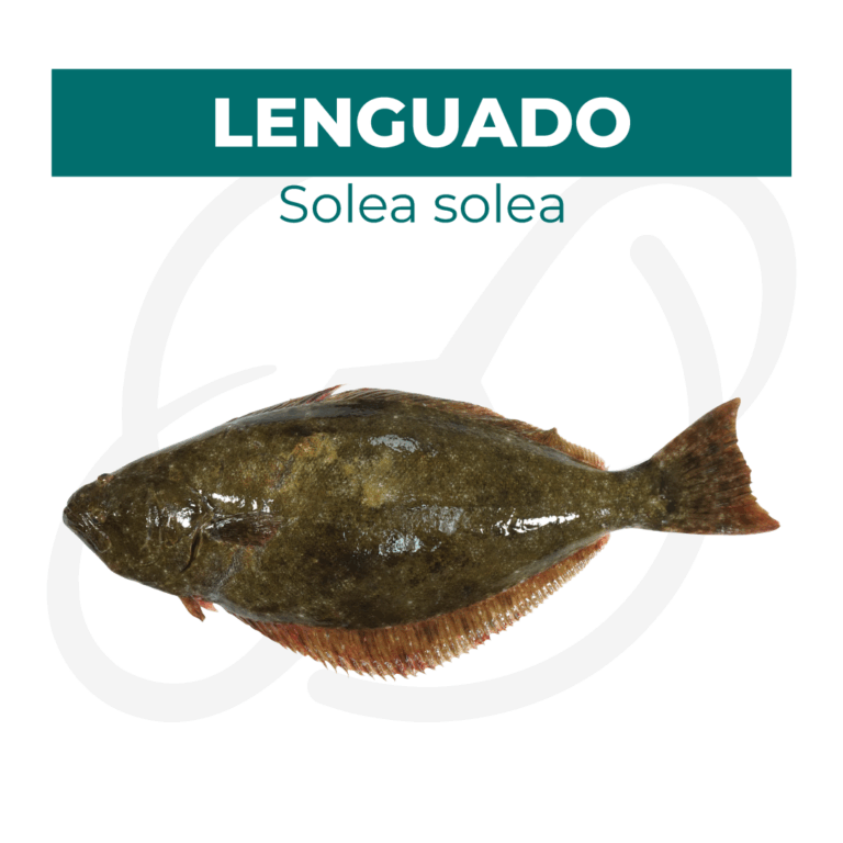 Productos 2025_infografía lobina copia 33