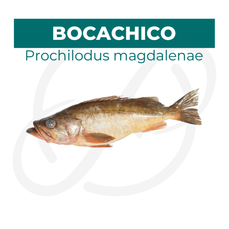 Productos 2025_infografía lobina copia 37